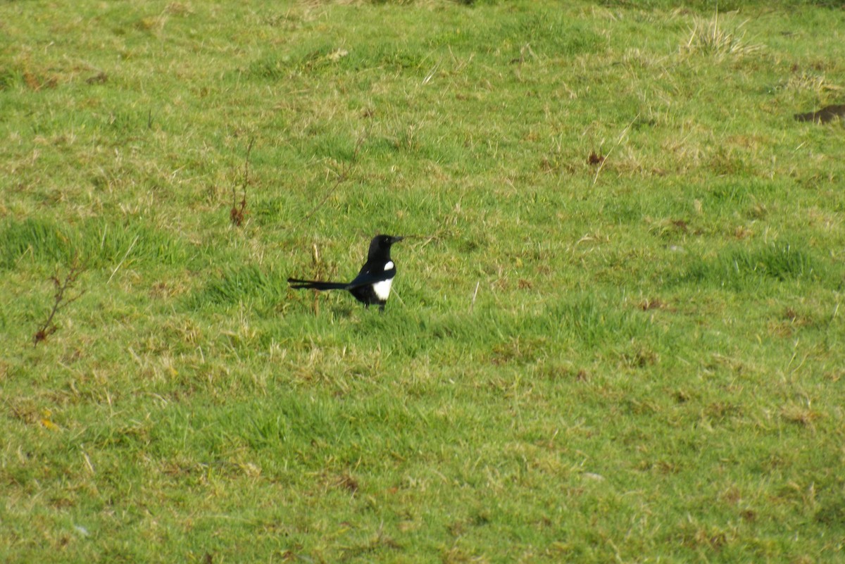 straka obecná - ML646929011