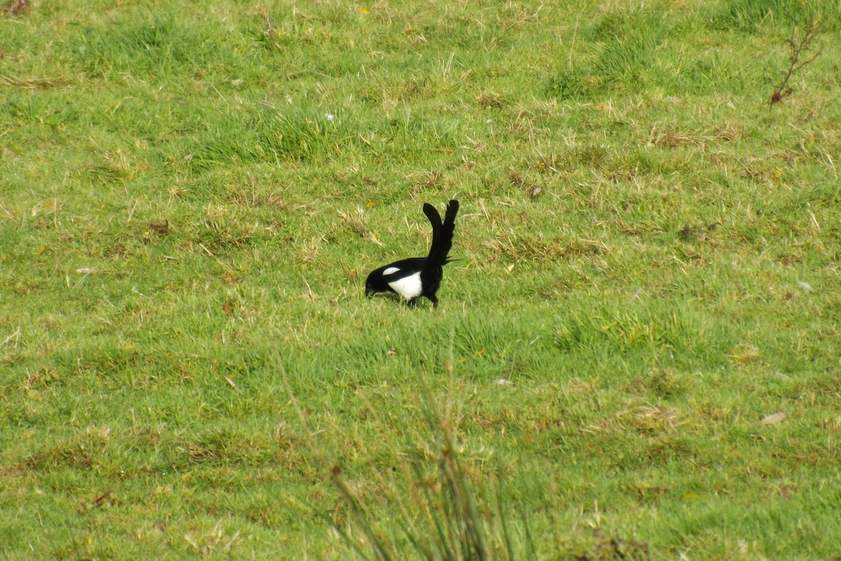 straka obecná - ML646929012