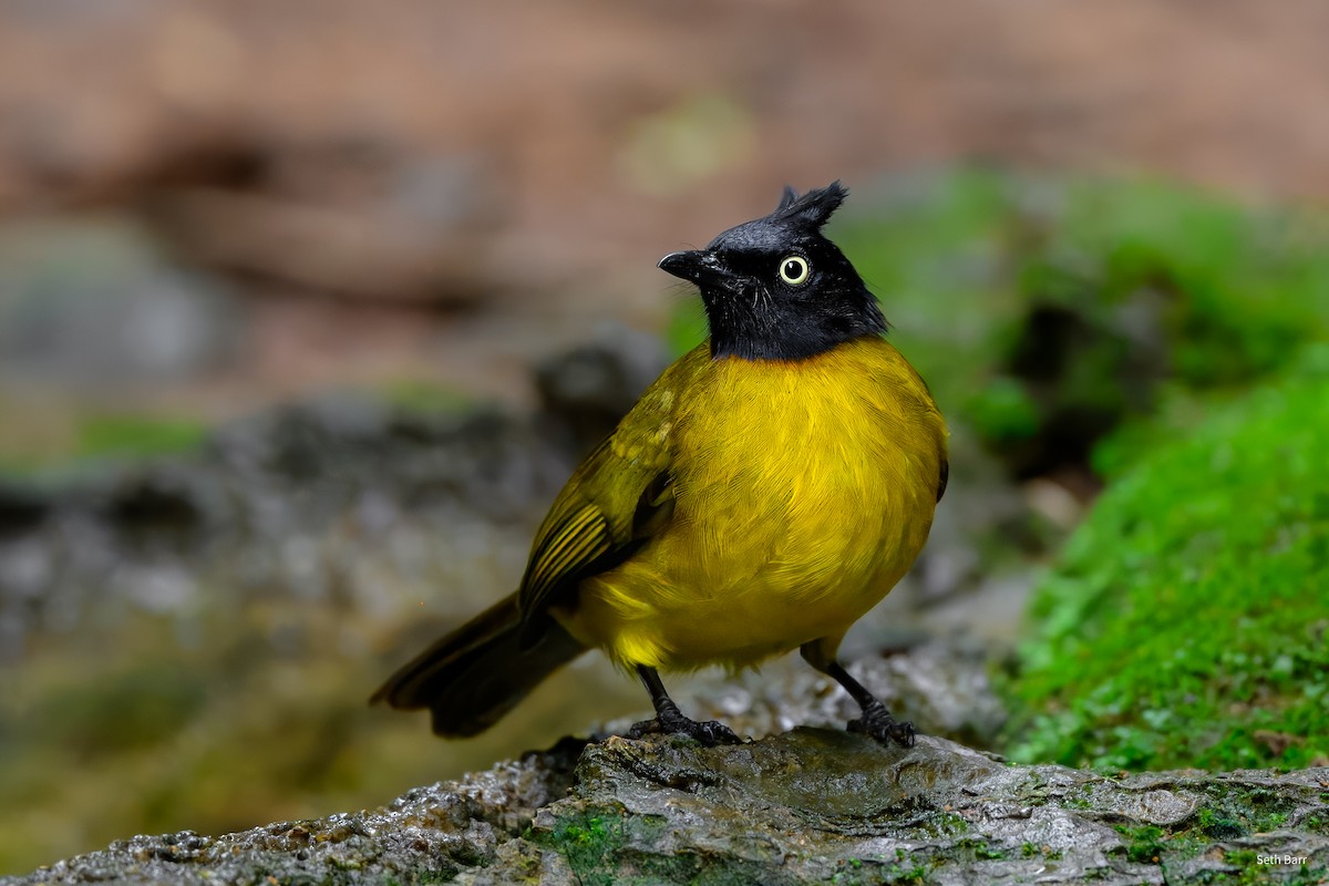 Black-crested Bulbul - ML646929013