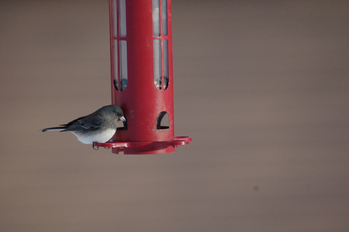 strnadec zimní - ML646929018