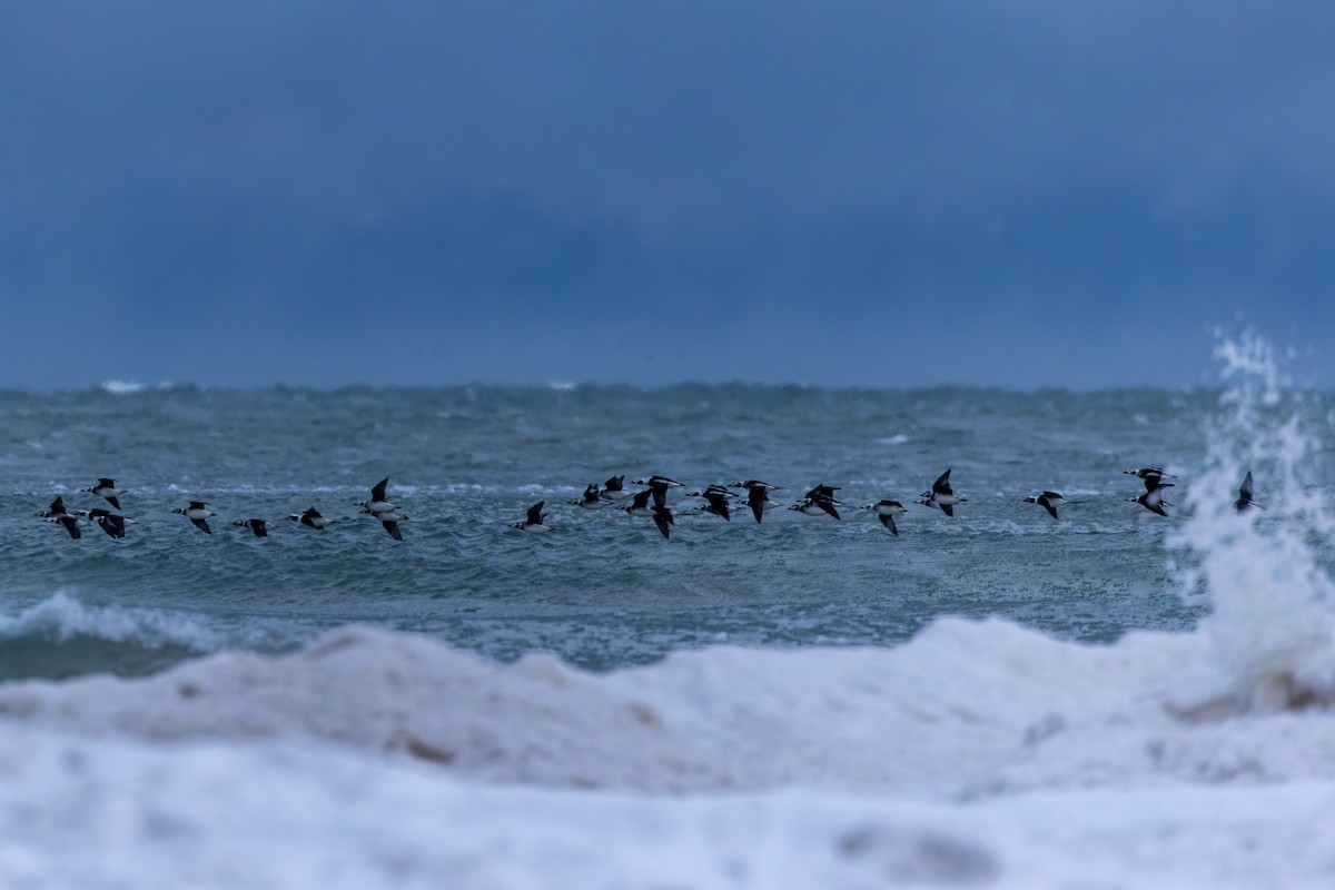 Long-tailed Duck - ML646929019