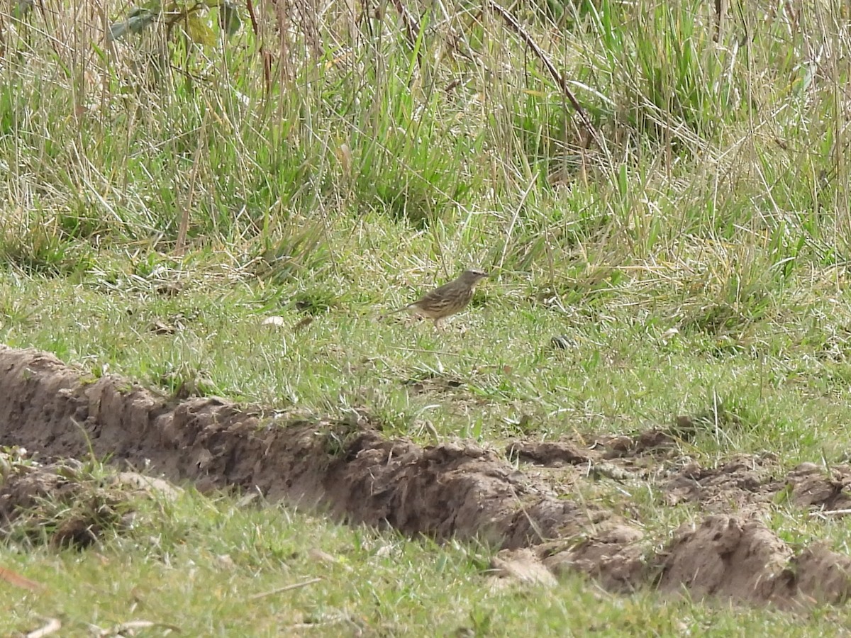 Bisbita Costero - ML646929025