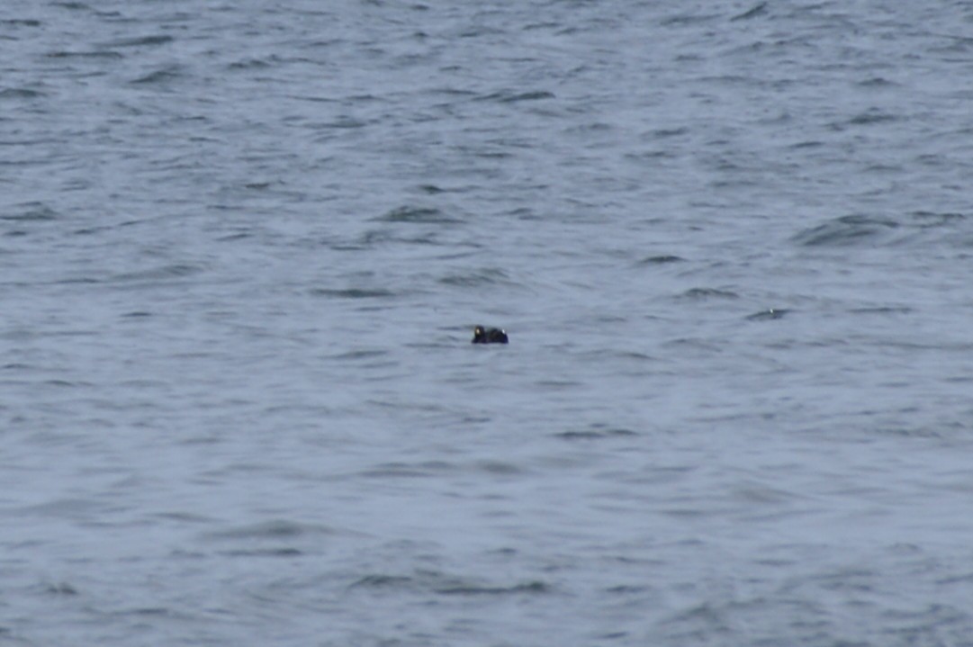 Common Scoter - ML646929028