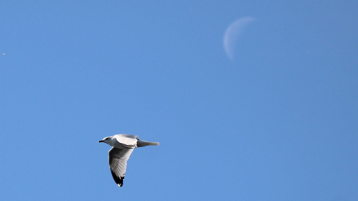 Ring-billed Gull - ML646929044