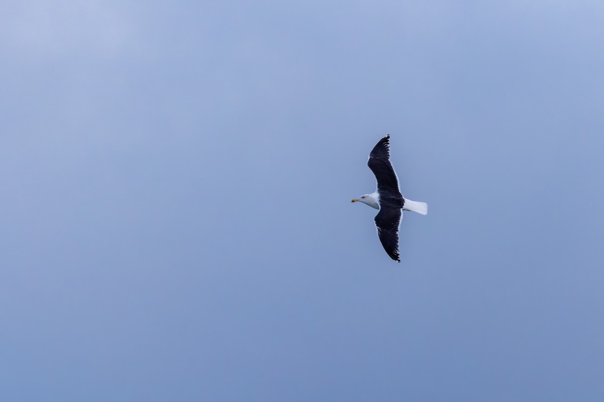 Great Black-backed Gull - ML646929045