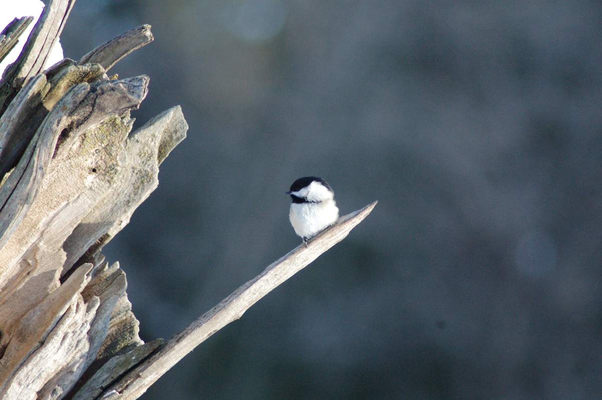 sýkora černohlavá - ML646929046