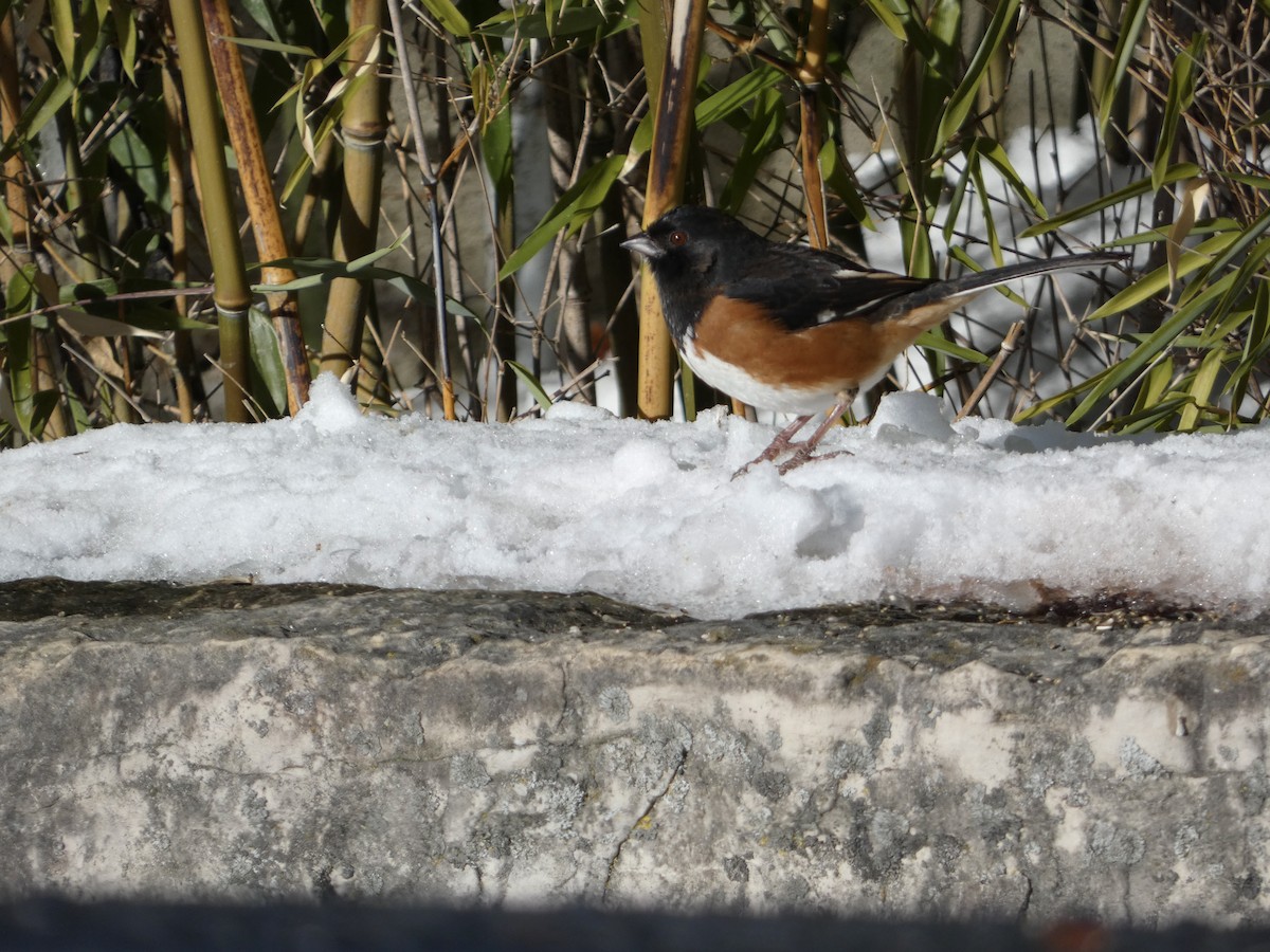 Красноглазый тохи - ML646929049