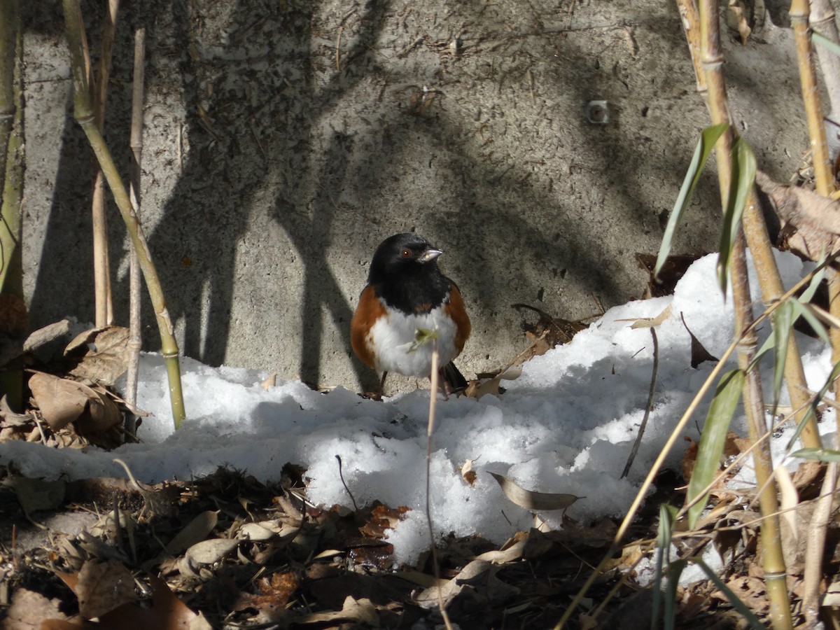 Красноглазый тохи - ML646929050