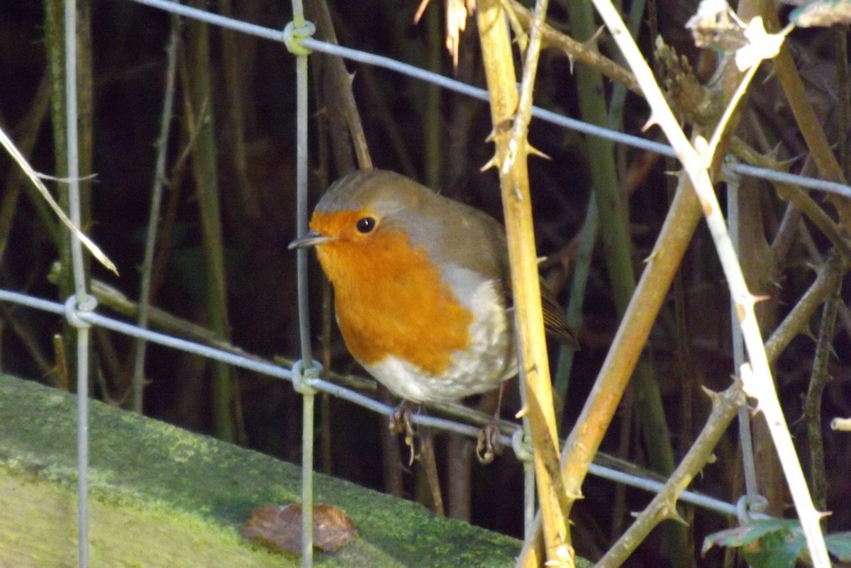 červenka obecná - ML646929051