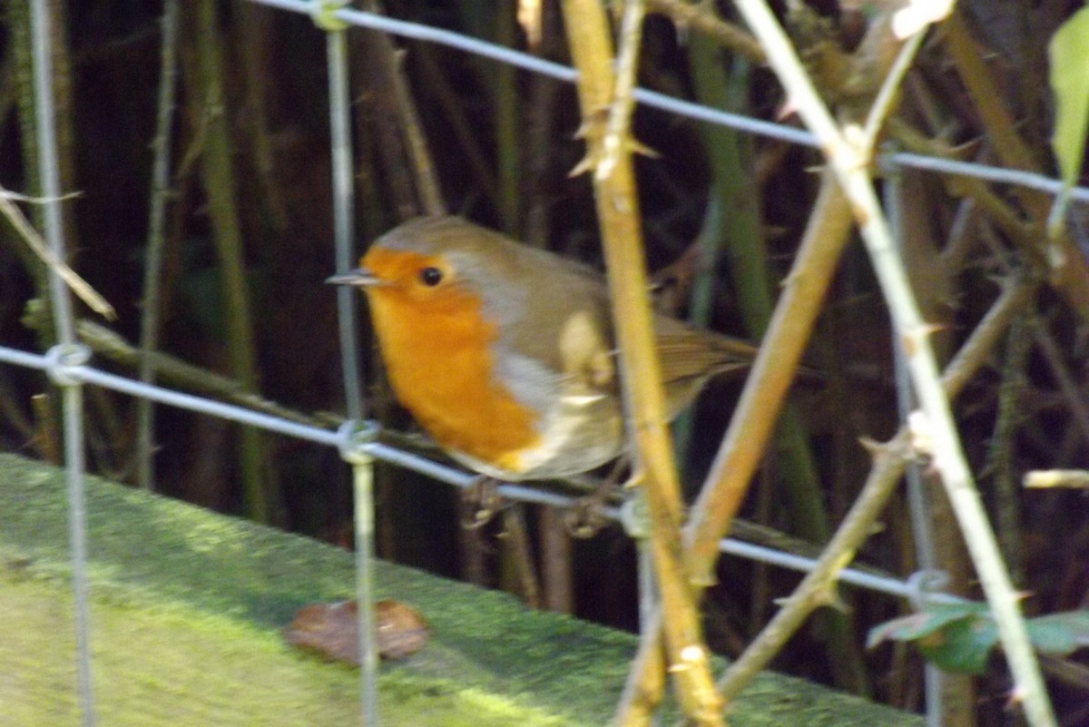 červenka obecná - ML646929052