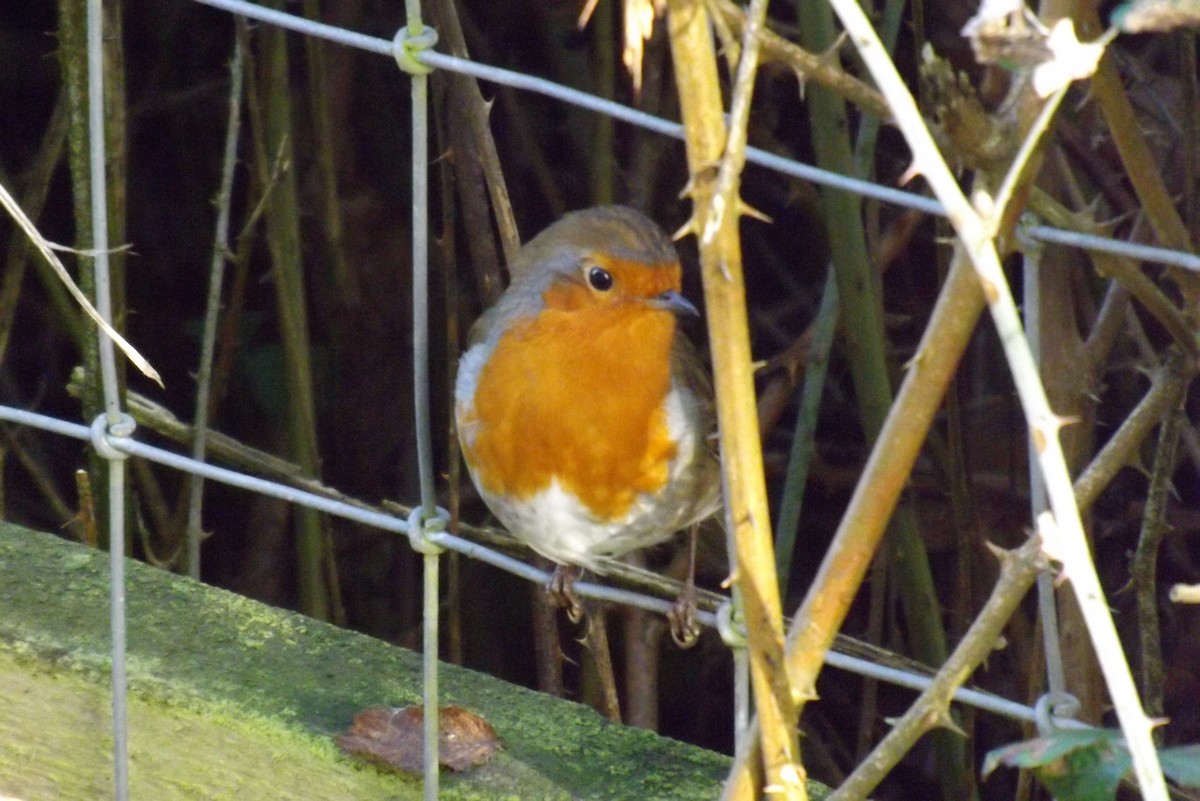 červenka obecná - ML646929053