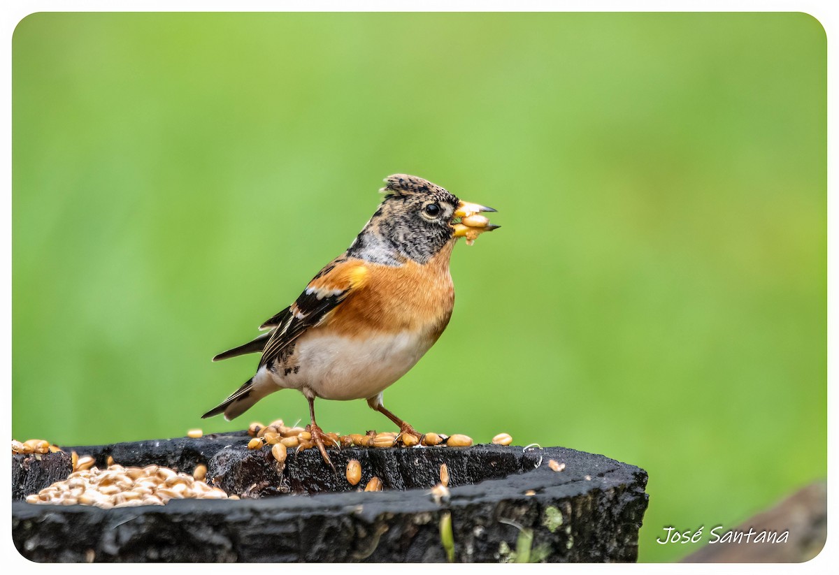 Brambling - ML646929057