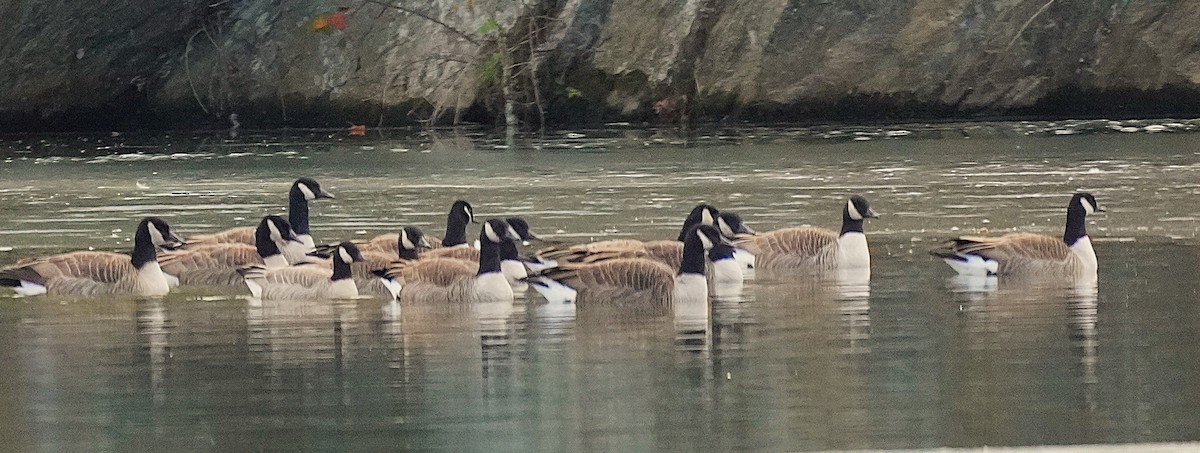 Kanadagans - ML646929064