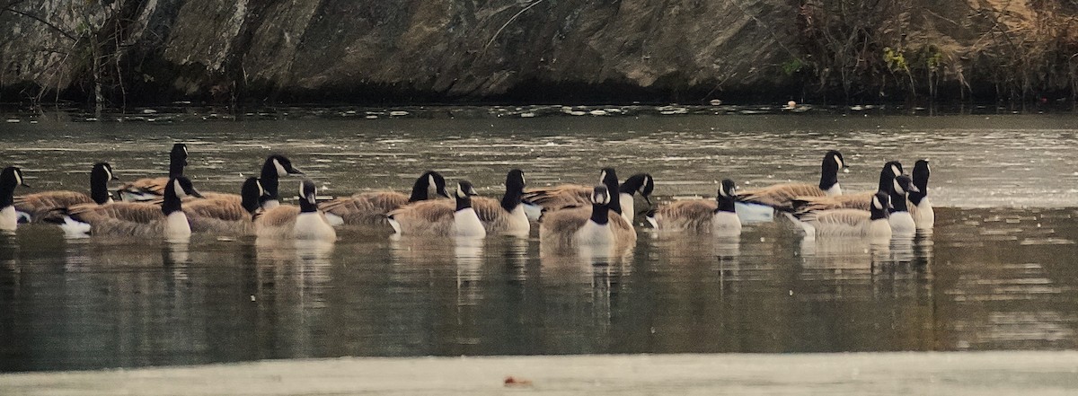 Kanadagans - ML646929065