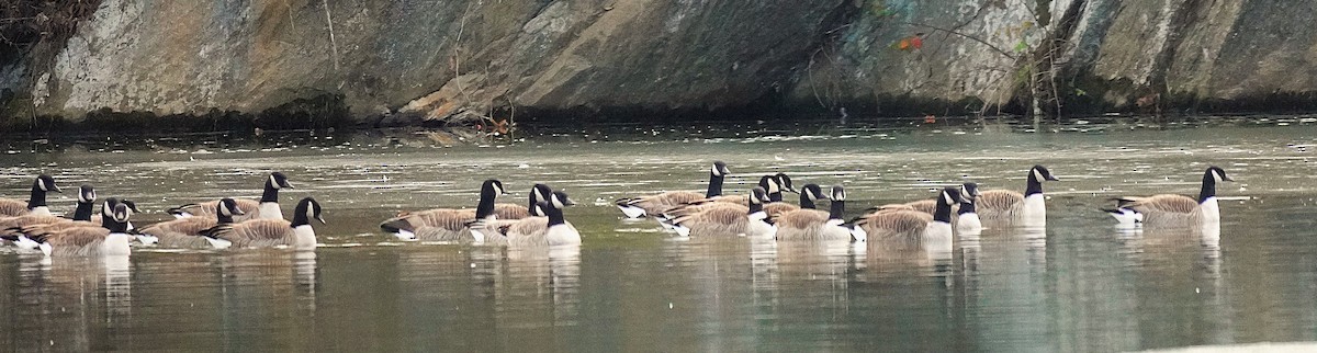 Kanadagans - ML646929066