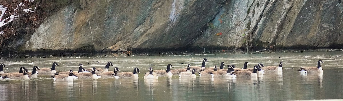 Kanadagans - ML646929067