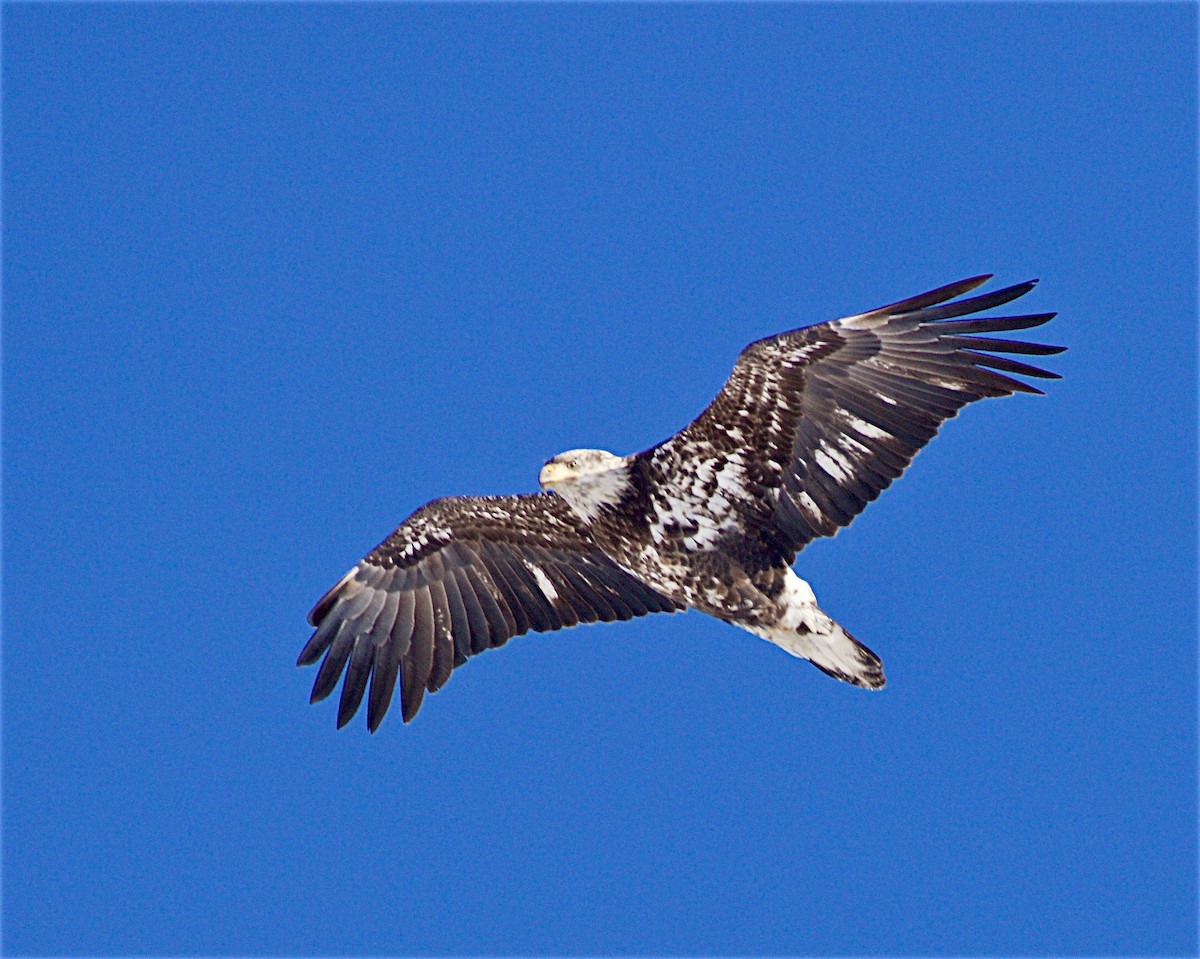 Bald Eagle - ML646929068