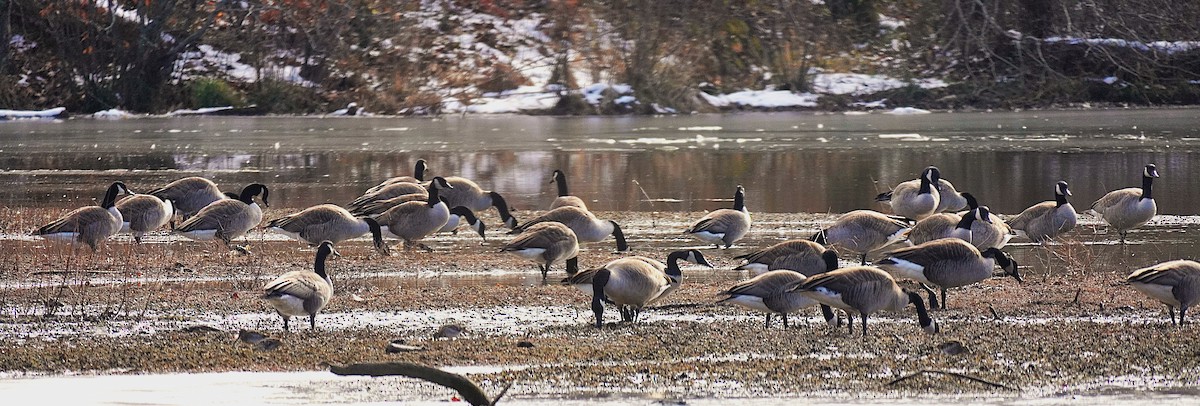 Kanadagans - ML646929069