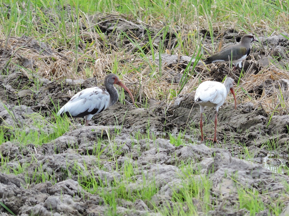 Белый ибис - ML646929070