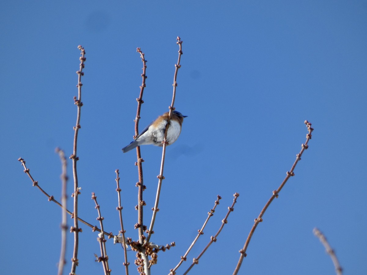 Восточная сиалия - ML646929071