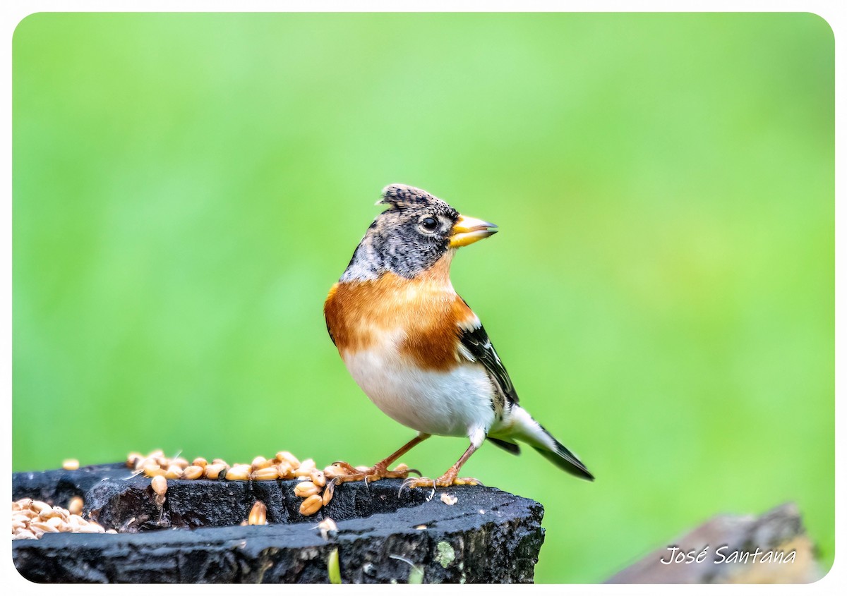 Brambling - ML646929078