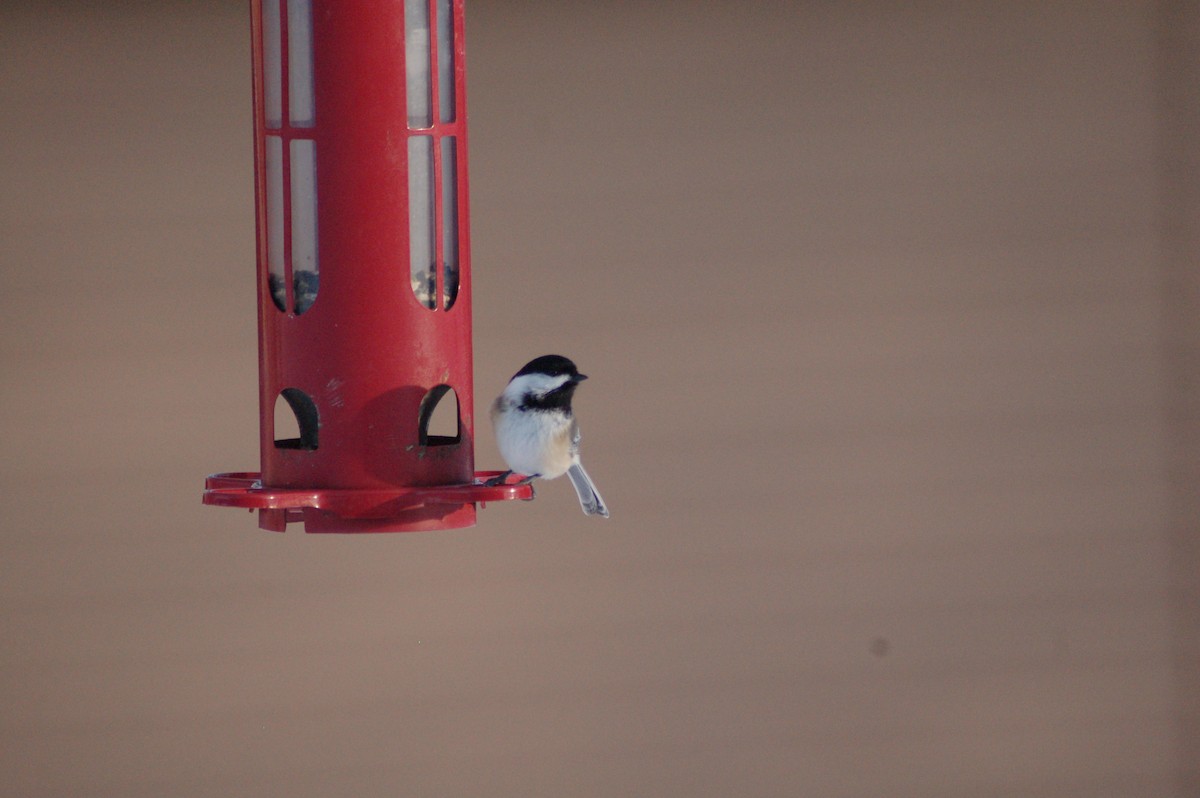 sýkora černohlavá - ML646929079