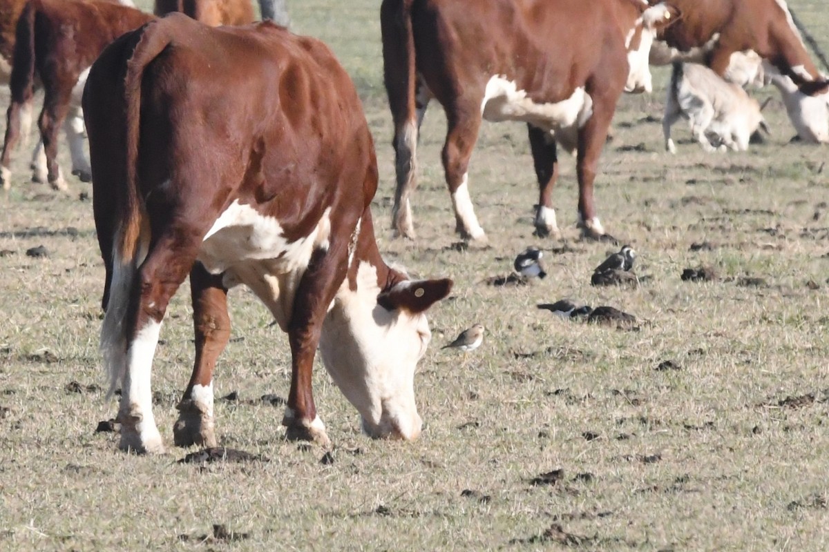 חופמי מזרחי - ML646929088