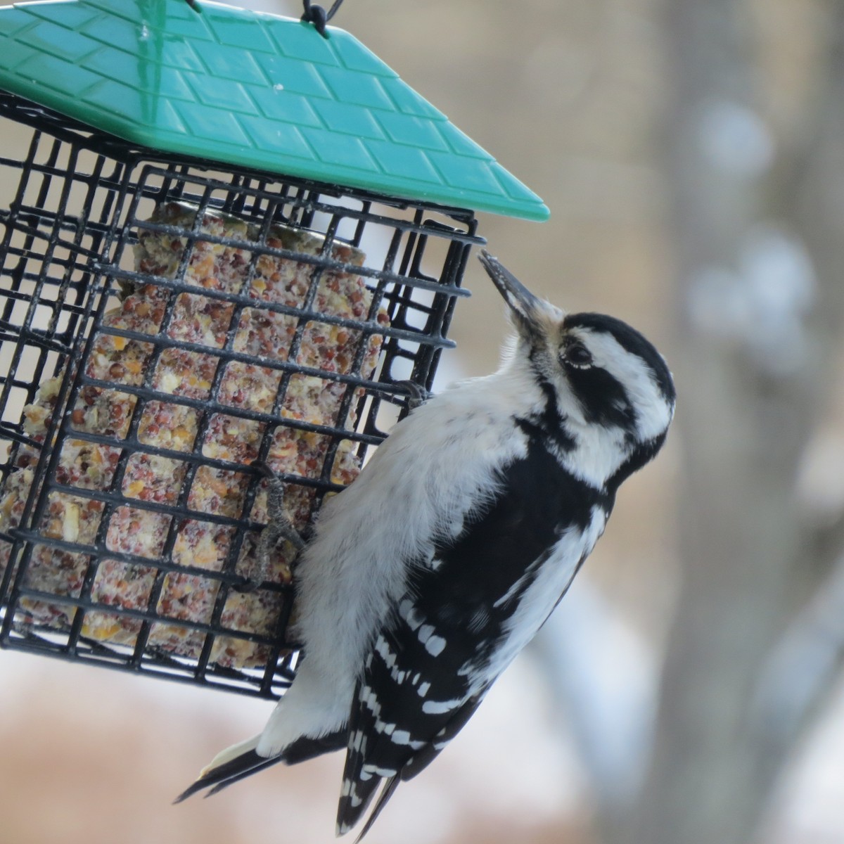 Hairy Woodpecker - ML646929097