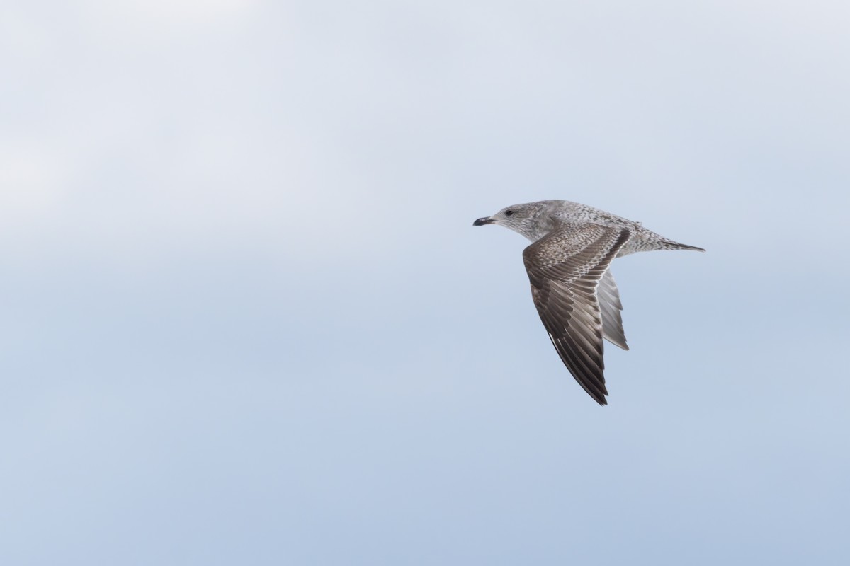 American Herring Gull - ML646929098