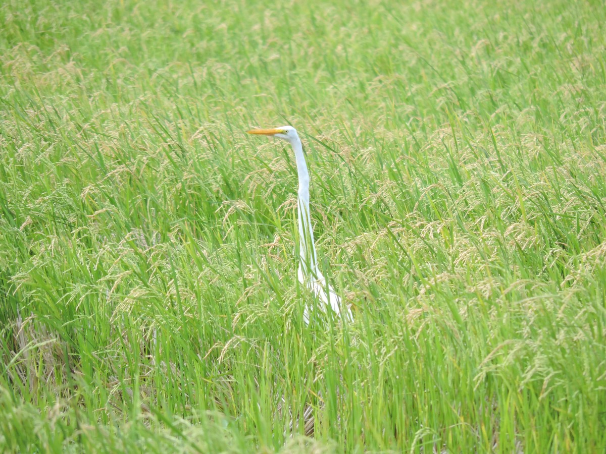 Большая белая цапля - ML646929099