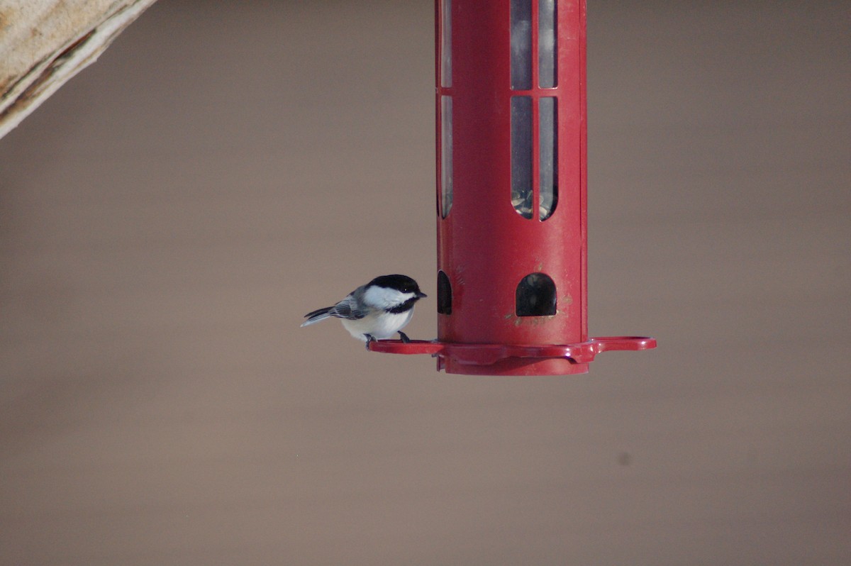 sýkora černohlavá - ML646929100