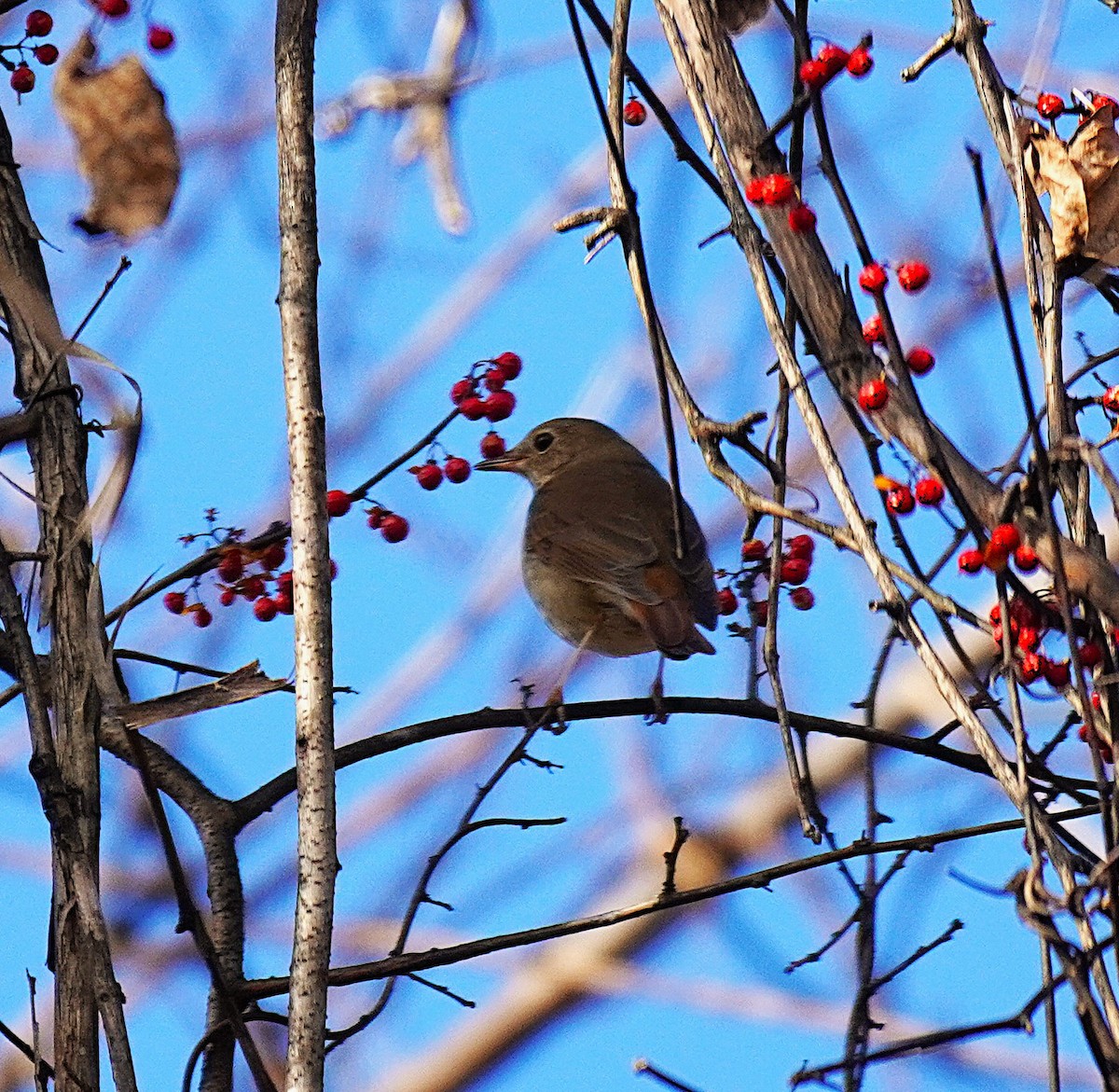 Einsiedler-Musendrossel - ML646929102