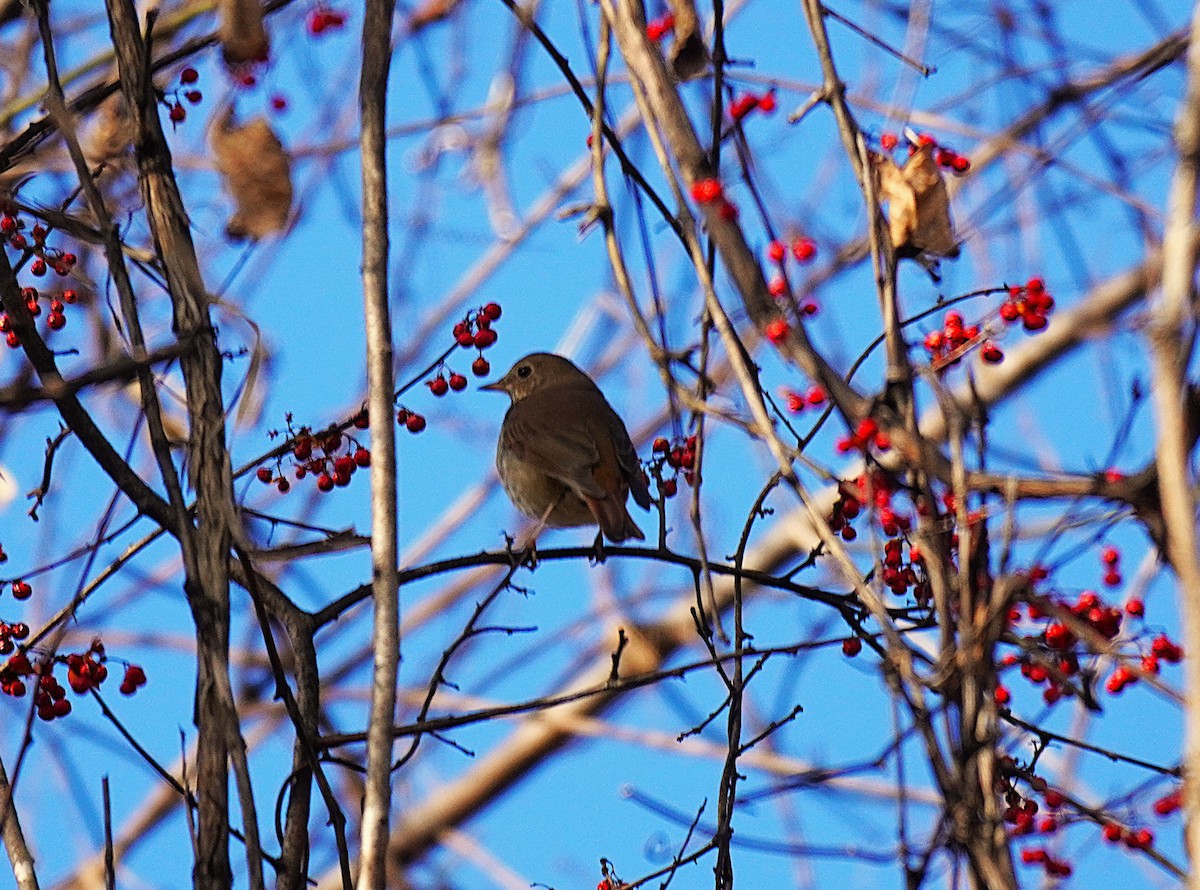 Einsiedler-Musendrossel - ML646929103