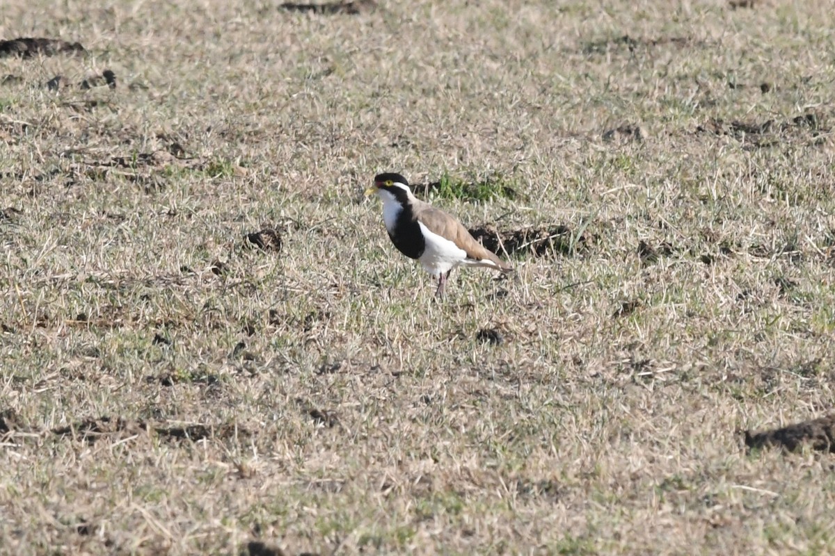 Banded Lapwing - ML646929104