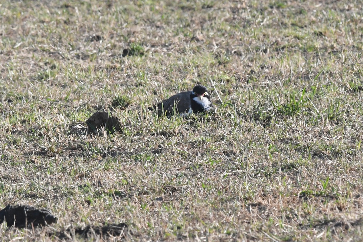Banded Lapwing - ML646929105