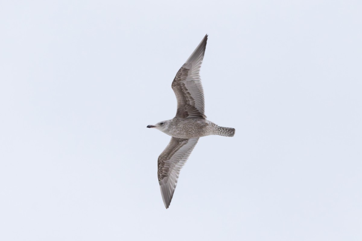 American Herring Gull - ML646929106