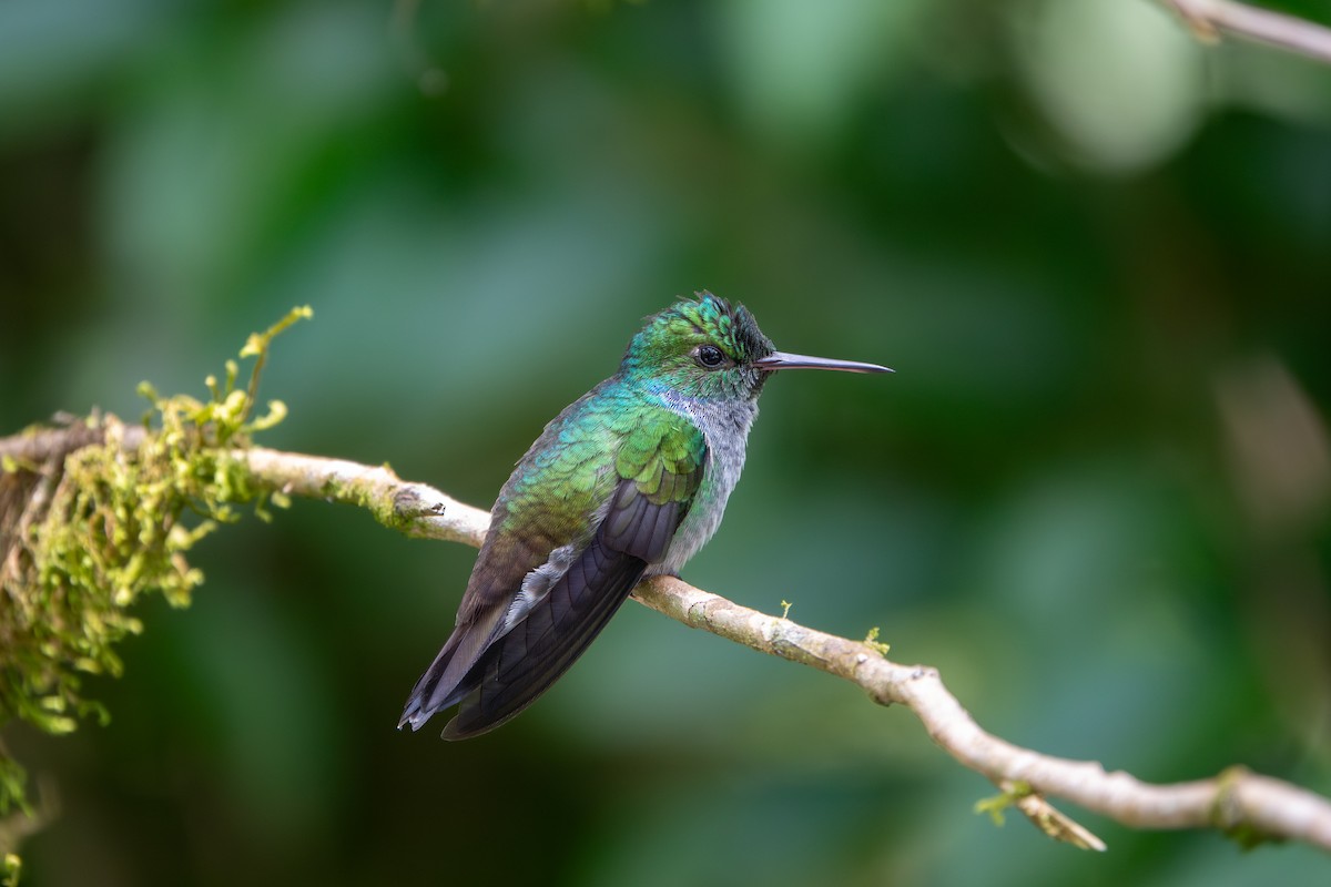 Blue-chested Hummingbird - ML646929113