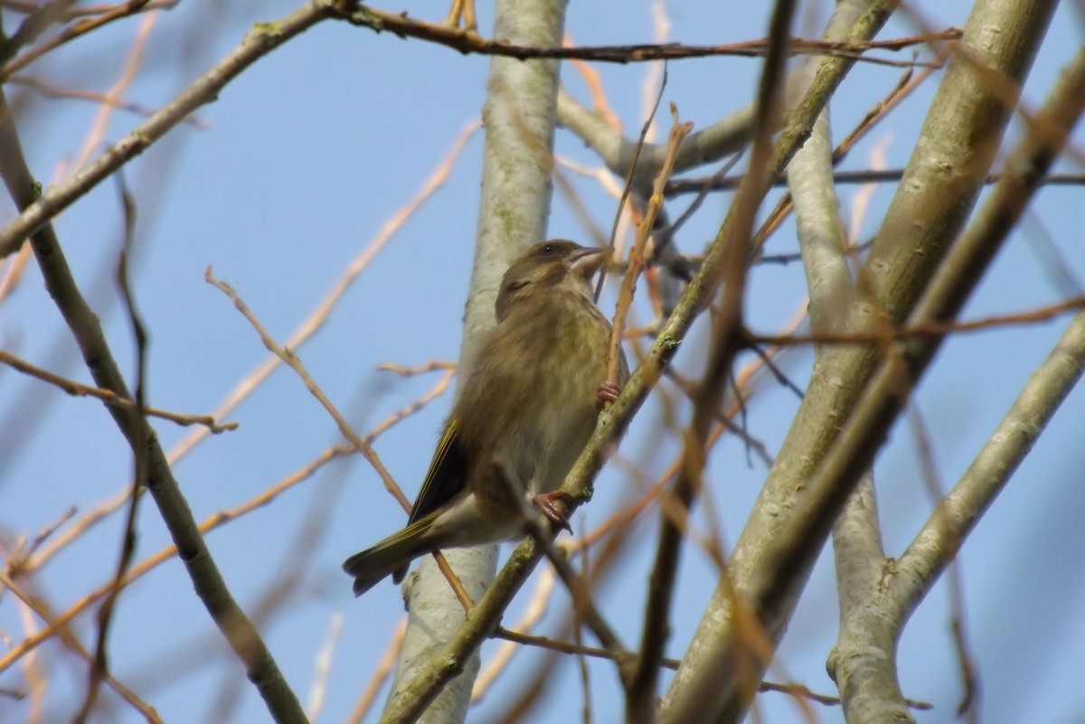 zvonek zelený - ML646929114