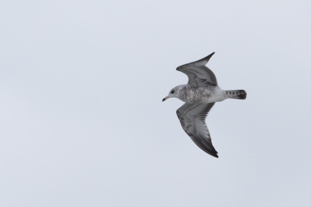 Ring-billed Gull - ML646929115