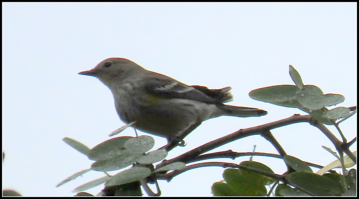 Пісняр-лісовик жовтогузий - ML646929116