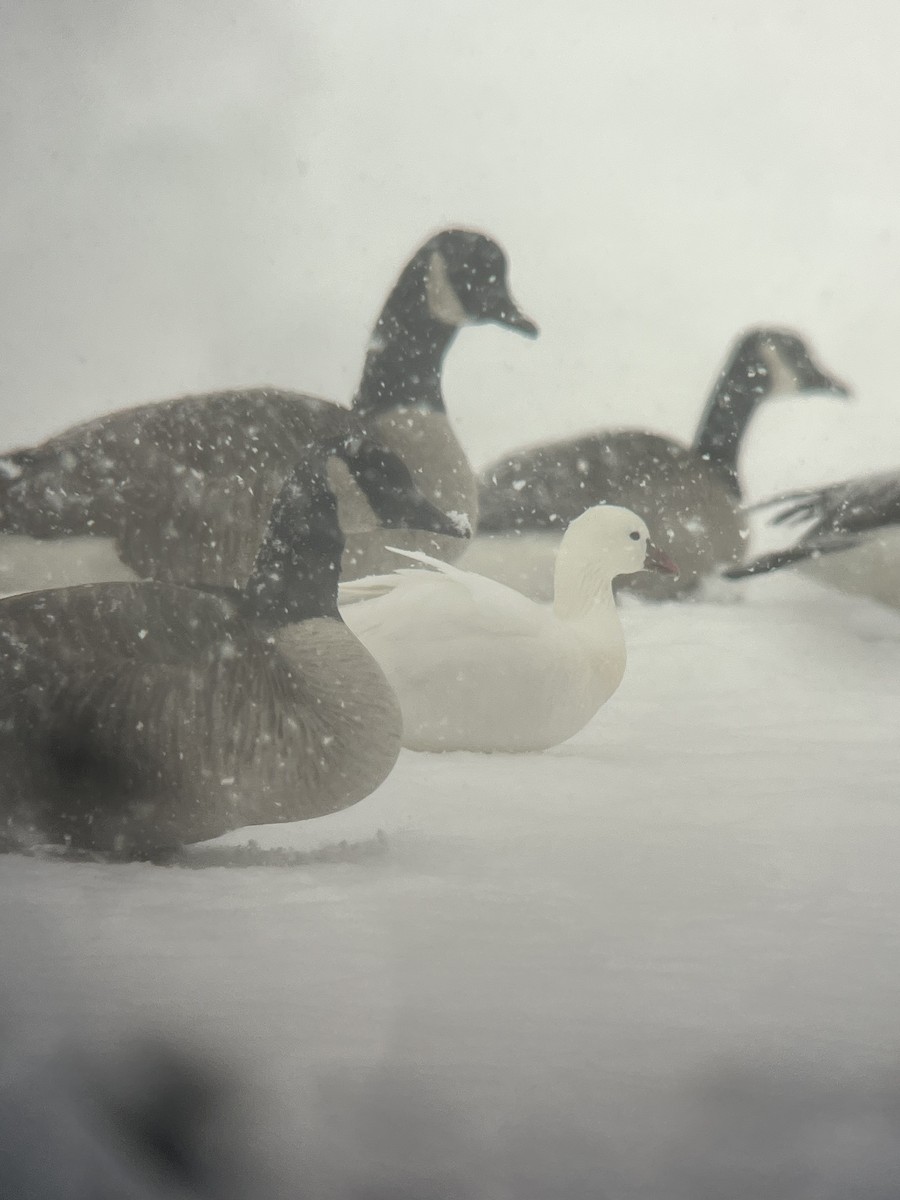 Ross's Goose - ML646929120