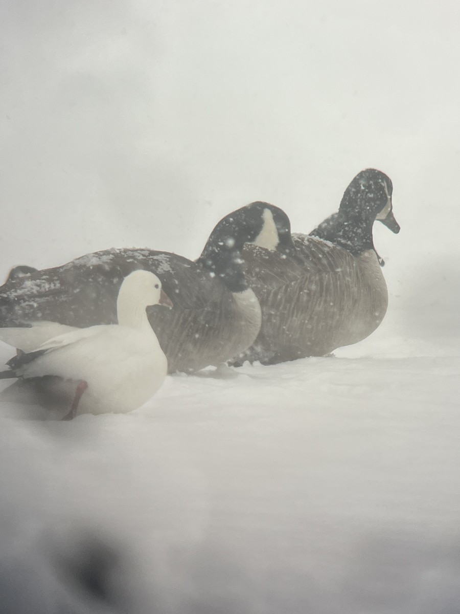 Ross's Goose - ML646929121