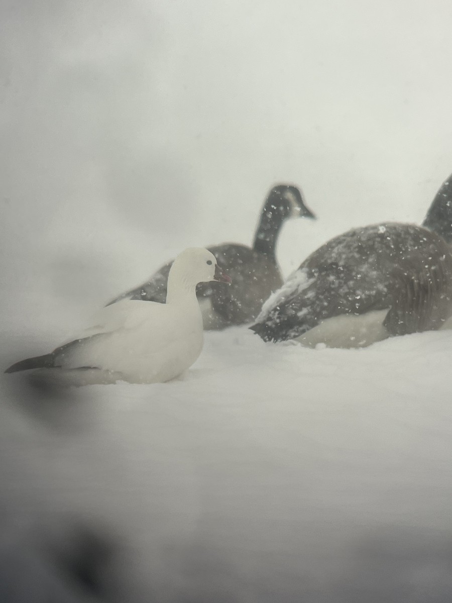 Ross's Goose - ML646929122