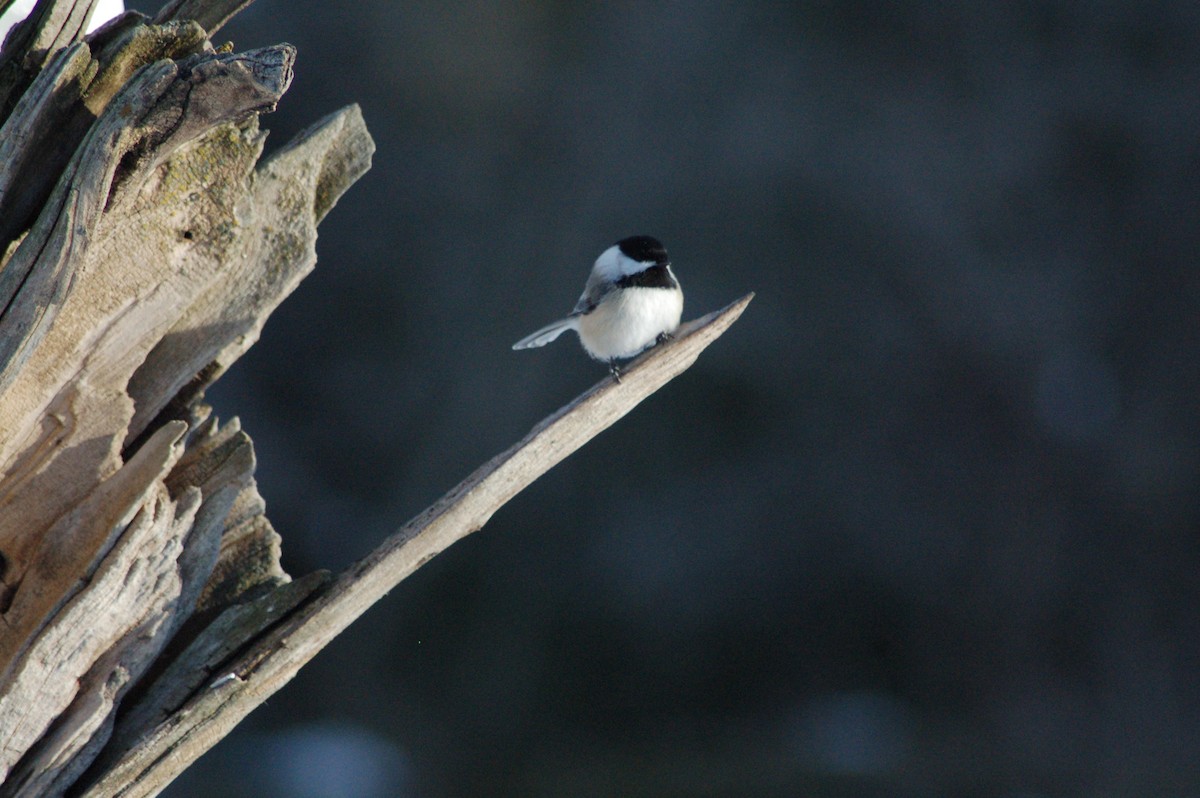sýkora černohlavá - ML646929123