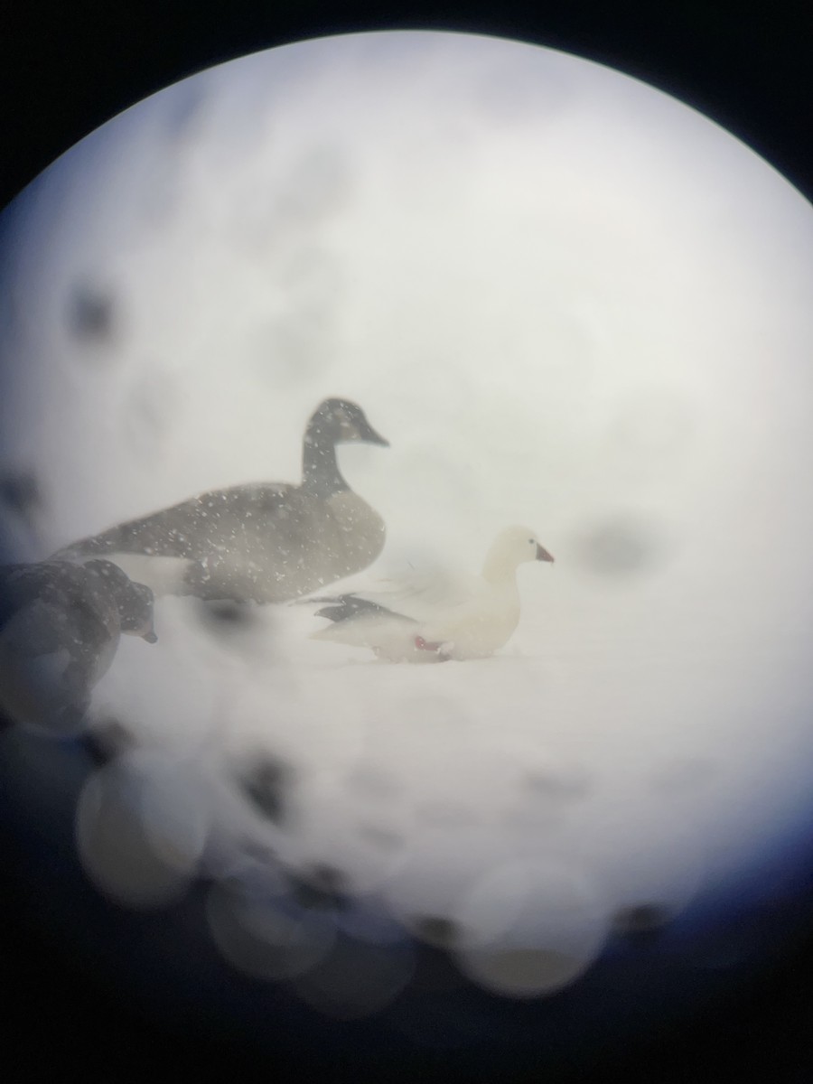 Ross's Goose - ML646929124