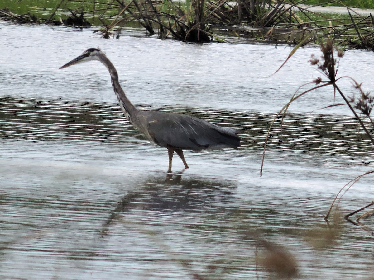 Большая голубая цапля - ML646929132