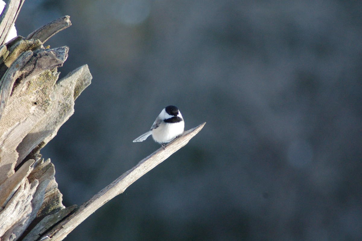 sýkora černohlavá - ML646929138