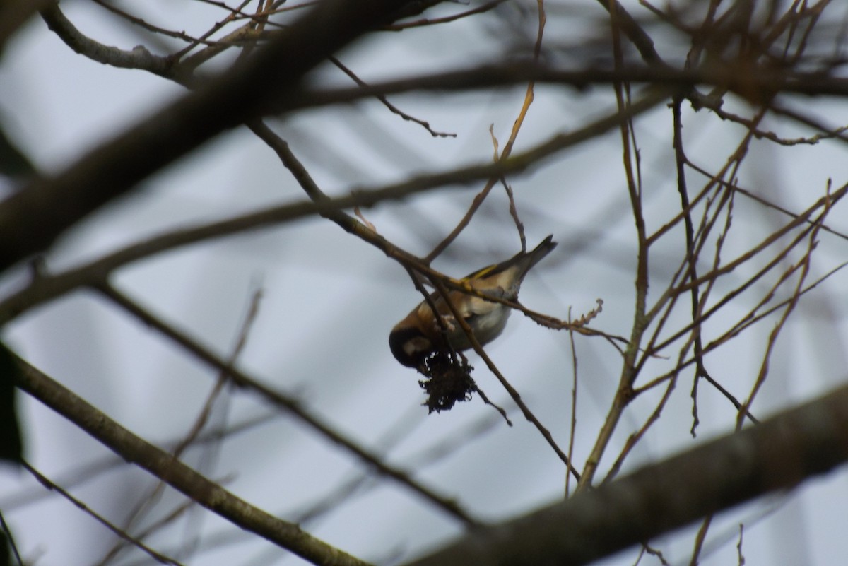 stehlík obecný - ML646929142