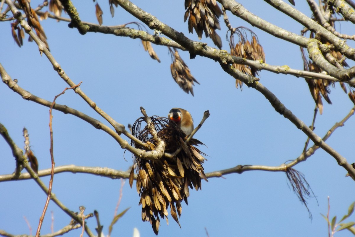 stehlík obecný - ML646929143