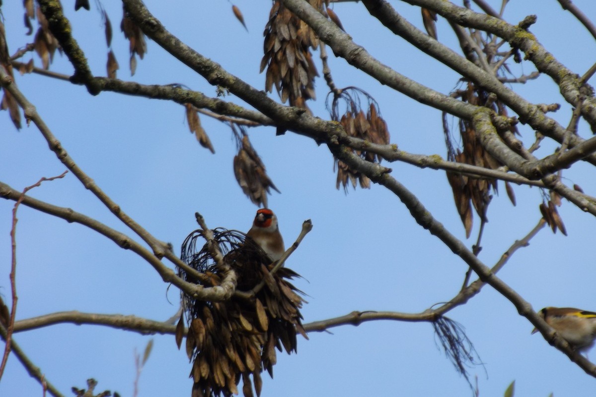 stehlík obecný - ML646929144